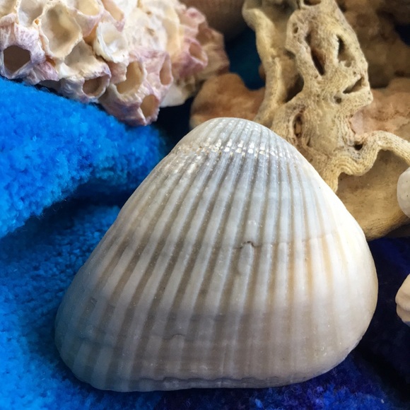 Bring the beach to your home with this collection - Picture 3 of 8